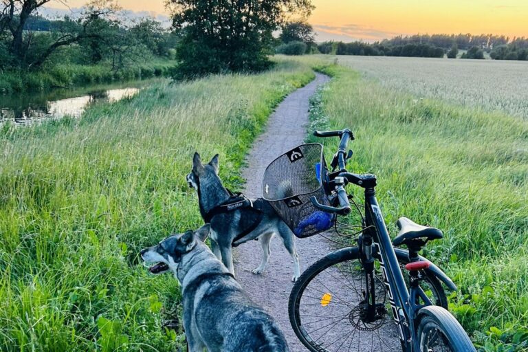 Cykel-sommar_beskuren-scaled-2560×1280