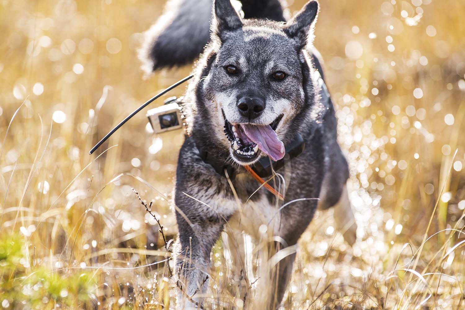 Hund springer mot kameran.