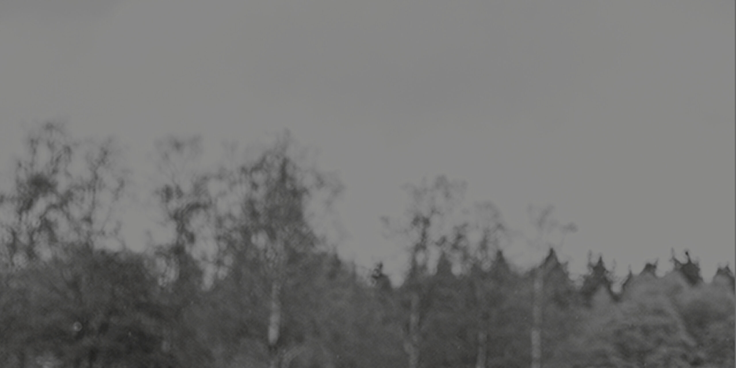 skog bakgrund