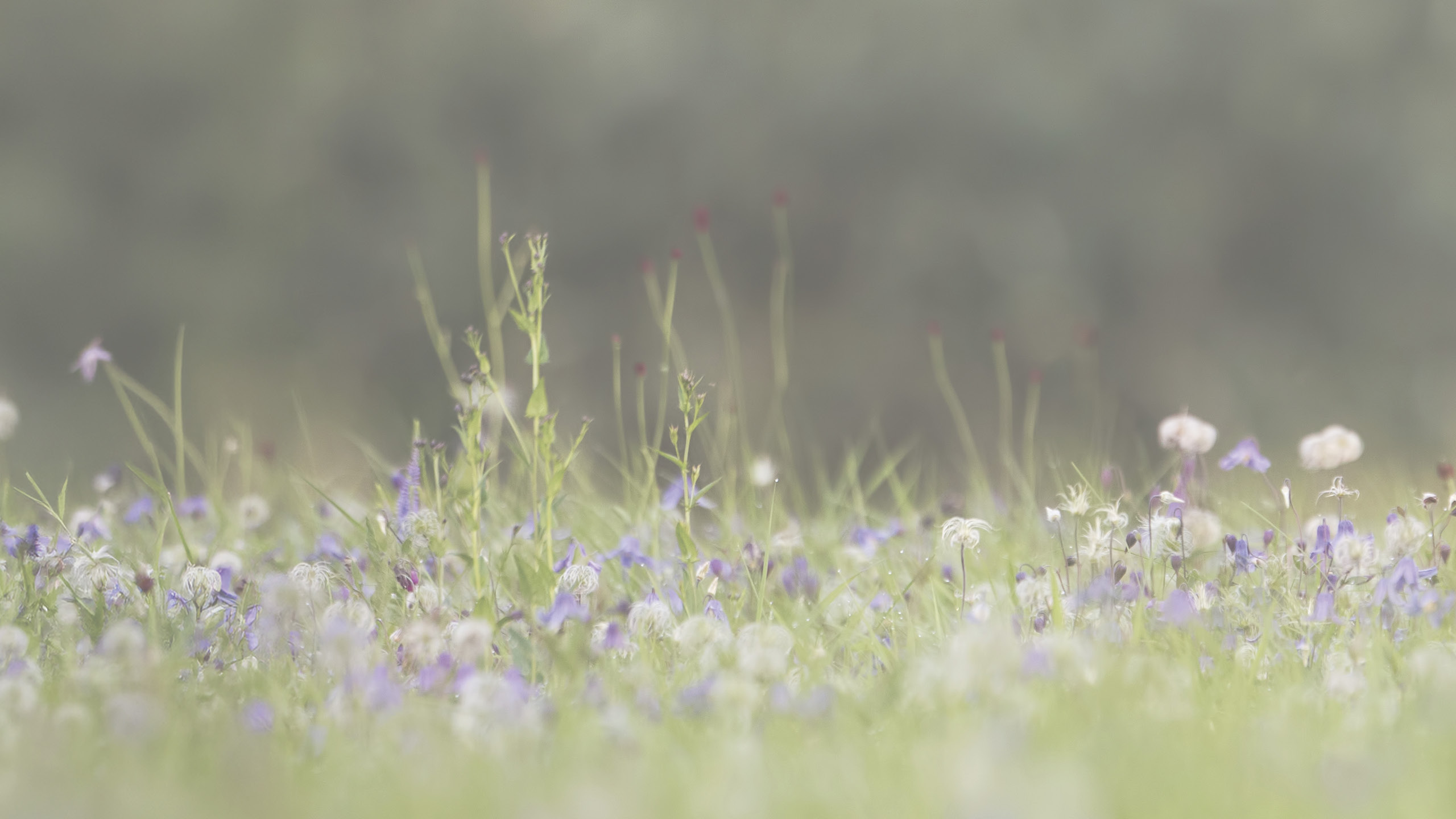 sommaräng med blommor