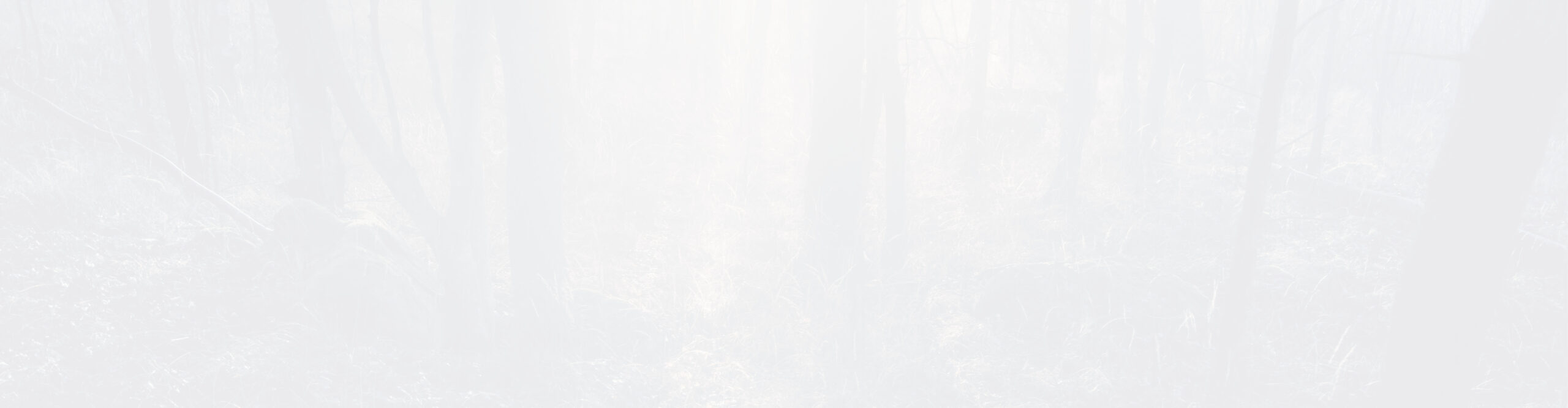 Skog